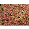 Rozchodník oreganum - Sedum oreganum  Sedum oreganum
