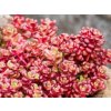 Rozchodník oreganum - Sedum oreganum  Sedum oreganum