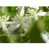 Plamének 'Early Snow'  Clematis terniflora 'Early Snow'