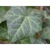 Břečťan popínavý 'Bialystok'  Hedera helix 'Bialystok'