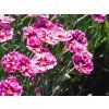 Dianthus Supernova (1)