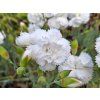 Hvozdík péřitý  'Haytor White' - Dianthus plumarius 'Haytor  White '  Dianthus plumarius 'Haytor White'