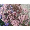 103421 2 rozchodnik velky seduction cherry chocolate sedum telephium seduction cherry chocolate