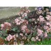 103421 3 rozchodnik velky seduction cherry chocolate sedum telephium seduction cherry chocolate
