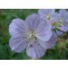 Kakost luční 'Mrs Kendall Clark' - Geranium pratense 'Mrs Kendall Clark'  Geranium pratense 'Mrs Kendall Clark'