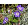 Geranium wallichianum 'Bloom Me Away' (1)