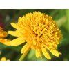 Janeba drsná 'Asahi' - Heliopsis helianthoides 'Asahi'  Heliopsis helianthoides 'Asahi'