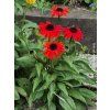 Třapatka nachová Sombrero 'Sangrita' - Echinacea purpurea Sombrero 'Sangrita'  Echinacea purpurea Sombrero 'Sangrita'