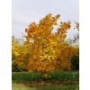 acer cappadocium 2