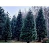 Sekvojovec obrovský 'Glaucum'  Sequoiadendron giganteum 'Glaucum'