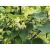tilia+cordata
