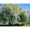 st�emcha