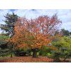Prunus sargentii
