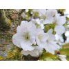 103793 sakura ozdobna taihaku