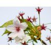 Prunus yedonensis