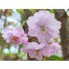 103799 2 sakura accolade