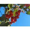 Sorbus austriaca (7)