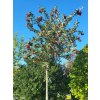 Sorbus austriaca (2)