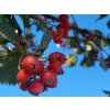 Sorbus austriaca (1)