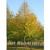 Lípa srdčitá 'Greenspire'  Tilia cordata 'Greenspire'
