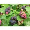 fruti