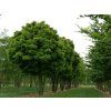 Gleditsia triacanthos Elegantissima
