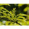 Gleditsia Sunburst (2)