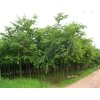celtis6