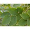 celtis5