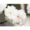 Prunus Taoflora White (3)