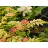 Sorbaria Pink Hopi (3)