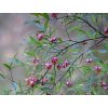 Brslen cornutus var. quinquecornutus  Euonymus cornutus var. quinquecornutus