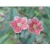 euonymus cornutus