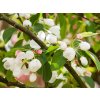 Malus Donald Wymen (2)