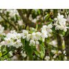 Malus Donald Wymen (1)