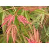 Javor dlanitolistý 'Linearilobum'  Acer palmatum 'Linearilobum'