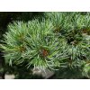 Borovice drobnokvětá  Pinus parviflora