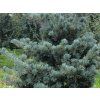 Borovice drobnokvětá  Pinus parviflora