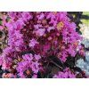 Lagerstroémie 'Shell Pink'  Lagerstroemia indica 'Shell Pink'