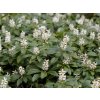 Pachysandra klasnatá - Pachysandra terminalis  Pachysandra terminalis
