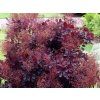 Ruj vlasatá 'Royal Purple'  Cotinus coggygria 'Royal Purple'