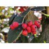 Skalník mléčný  Cotoneaster lacteus