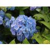 Hortenzie velkolistá 'Endless Summer' Blue  Hydrangea macrophylla 'Endless Summer' Blue