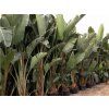 Strelície augusta  Strelitzia augusta