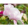Paeonia ostii (1)