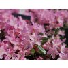 Rododendron 'Pintail'  Rhododendron 'Pintail'