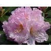 Rododendron 'Dagmar'  Rhododendron 'Dagmar'