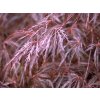 Javor dlanitolistý 'Dissectum Atropurpureum'  Acer palmatum 'Dissectum Atropurpureum'