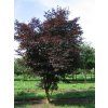 Javor dlanitolistý 'Dissectum Atropurpureum'  Acer palmatum 'Dissectum Atropurpureum'
