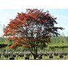 Javor dlanitolistý 'Dissectum Atropurpureum'  Acer palmatum 'Dissectum Atropurpureum'